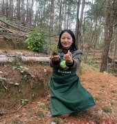 霍山米斛和霍山石斛哪個(gè)更好些呢,有什么區(qū)別？功效與作用